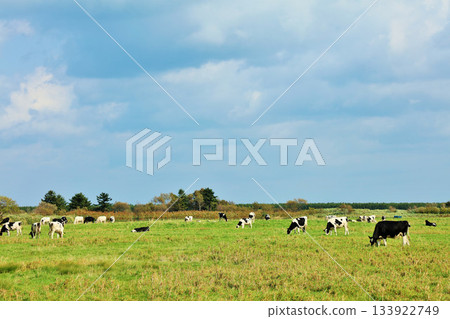 Hokkaido summer blue sky and ranch cows 133922749