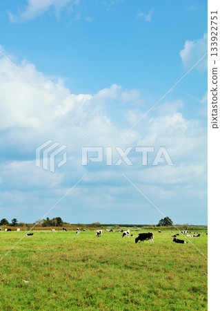 北海道夏日藍天和牧場奶牛 北海道夏日藍天和牧場奶牛 133922751