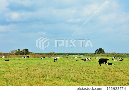 Hokkaido summer blue sky and ranch cows 133922754