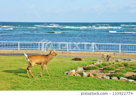 Hokkaido: Cape Soya with its blue sky and ocean, and Ezo deer 133922774