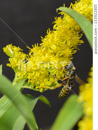 Close up view of a wasp collecting pollen from Goldenrod flowers Close up view of a wasp collecting pollen from Goldenrod flowers 133922805