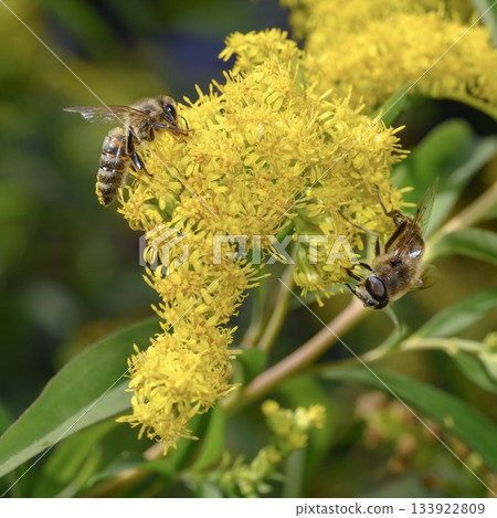 Close up view of Honey Bees collecting pollen from Goldenrod flowers 133922809