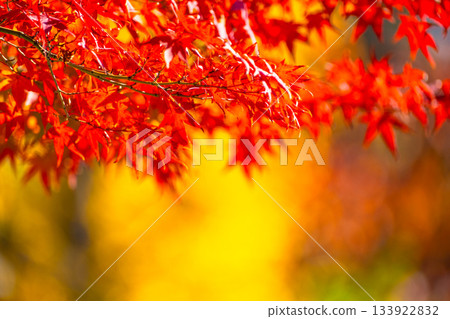 Autumn leaves background material Autumn leaves background material 133922832