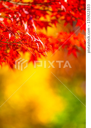Autumn leaves background material Autumn leaves background material 133922833