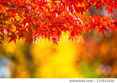 秋葉背景材料 秋葉背景材料 133922836