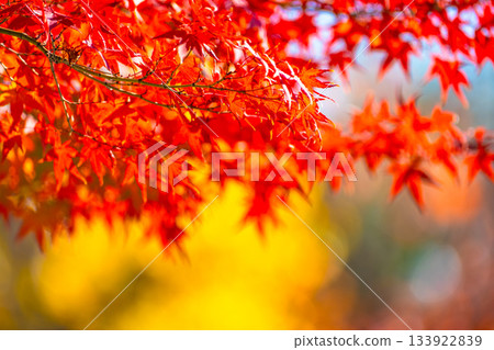 秋葉背景材料 133922839