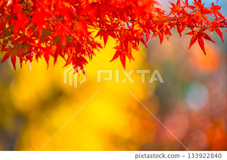 Autumn leaves background material Autumn leaves background material 133922840