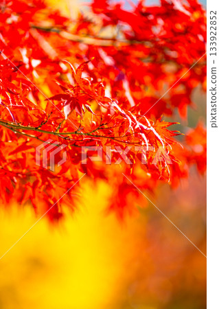 Autumn leaves background material 133922852