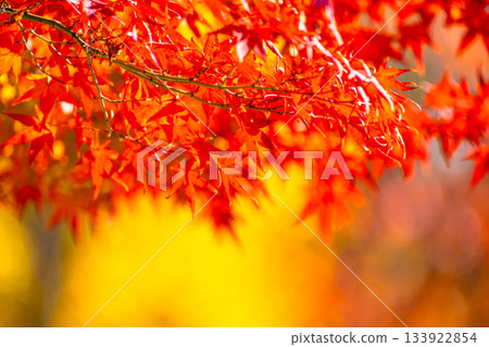 秋葉背景材料 133922854