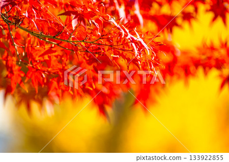 秋葉背景材料 133922855