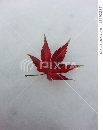 落在雪的秋葉 落在雪的秋葉 133922874