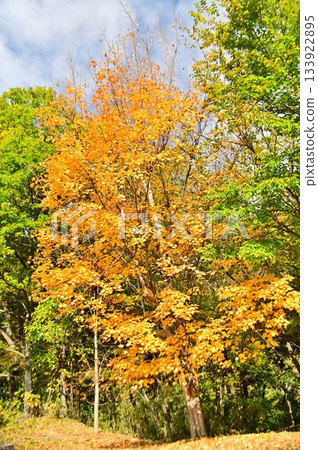 一片黃色葉子itai槭樹 133922895