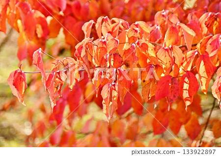 Beautiful autumn dogwood leaves Beautiful autumn dogwood leaves 133922897