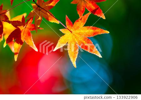 明亮的秋葉 133922906