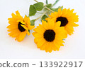 Three bright sunflowers, studio shot on white background 133922917