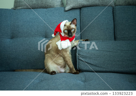 A Siamese cat wearing Santa hat with red scarf during Christmas festival. Christmas costumes are traditional or themed outfits worn to celebrate the holiday season. 133923223