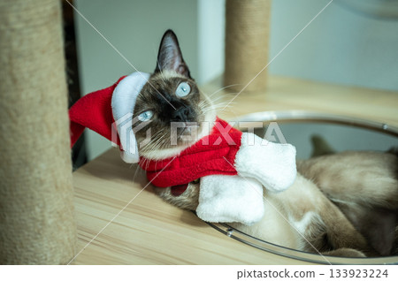 A Siamese cat wearing Santa hat with red scarf during Christmas festival. Siamese cats are talkative, affectionate pets who fit in well with families able to give them lots of attention. A Siamese cat wearing Santa hat with red scarf during Christmas festival. Siamese cats are talkative, affectionate pets who fit in well with families able to give them lots of attention. 133923224