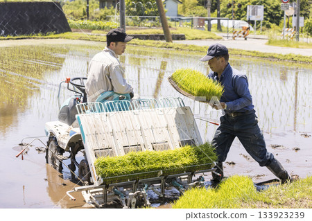 A male worker setting mat seedlings into a rice transplanter 133923239