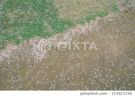 cherry blossom, cherry tree, spring 133923256