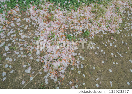 cherry blossom, cherry tree, spring 133923257