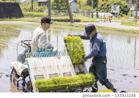 一名男工人將秧苗放入插秧機中。 133923288