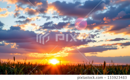 A serene sunset in an agricultural field A serene sunset in an agricultural field 133923483
