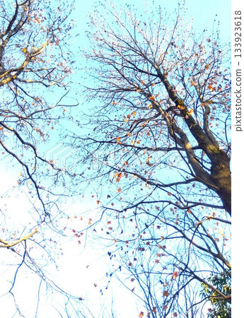 冬日公園裡枯死的楓香樹和湛藍的冬日天空 133923618