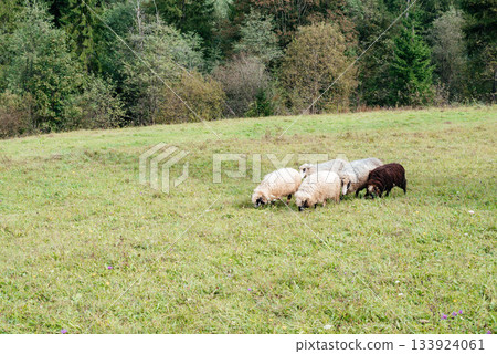 Sheeps grazing in a meadow against the background of a forest. White and brown sheeps grazing in a meadow. Sheeps grazing in a meadow against the background of a forest. White and brown sheeps grazing in a meadow. 133924061