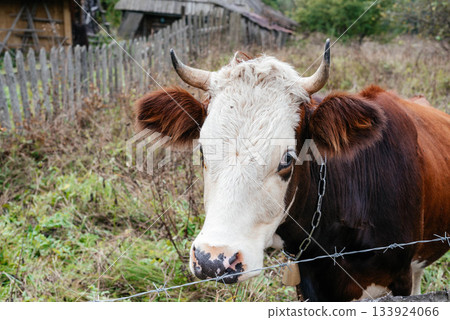 A photo of a cow standing in a field of tall grass. The cow has a brown body, a white face, and a black nose.  133924066