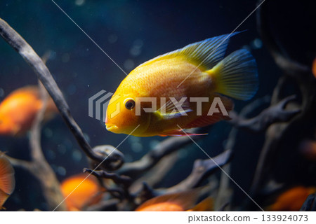Heros severus swims in an aquarium. Beautiful yellow fish close-up.  133924073