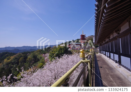 木山町的本福寺:觀音殿和五重塔,櫻花盛開。 木山町的本福寺:觀音殿和五重塔,櫻花盛開。 133924175