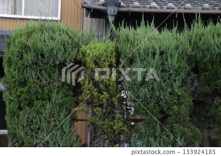 Withered garden tree, Kaizuka 133924185