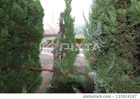 Withered garden tree, Kaizuka 133924187