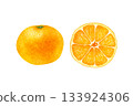 Mandarin orange fruit cross section watercolor illustration 133924306