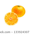 Mandarin orange fruit cross section watercolor illustration 133924307