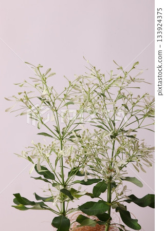 Euphorbia 133924375