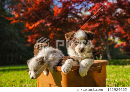 Two Australian Shepherd puppies in a brown container outdoors on a sunny autumn day, one curious and alert, the other leaning forward against a backdrop of red foliage Two Australian Shepherd puppies in a brown container outdoors on a sunny autumn day, one curious and alert, the other leaning forward against a backdrop of red foliage 133924665