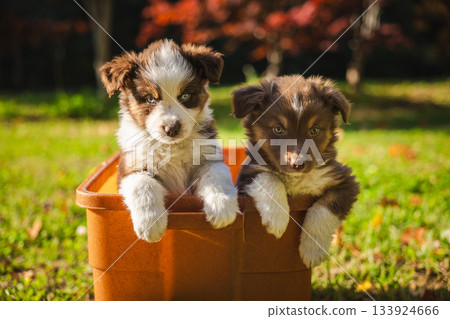 Two Australian Shepherd puppies sitting together in a plastic container outdoors on a sunny day. Two Australian Shepherd puppies sitting together in a plastic container outdoors on a sunny day. 133924666