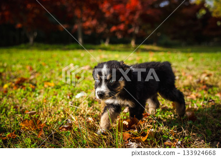 Black Australian Shepherd puppy with blue eyes walking on green grass covered with autumn leaves in sunlight 133924668
