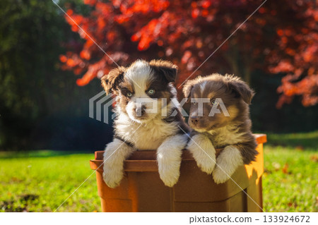 Two adorable Australian Shepherd puppies sitting together in a brown box outdoors on a sunny day with red autumn leaves in the background 133924672