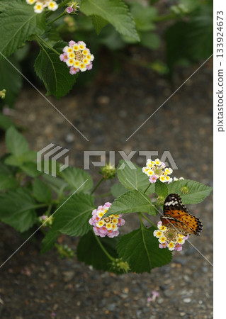 Japanese flowers 133924673