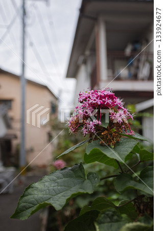 Japanese flowers 133924677