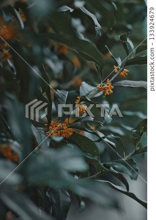 Japanese flowers 133924679