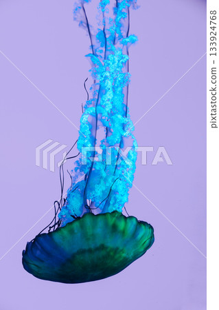 Vibrant green jellyfish with long blue tentacles floating on pastel background in high detail Vibrant green jellyfish with long blue tentacles floating on pastel background in high detail 133924768