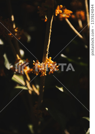 Japanese flowers 133924844