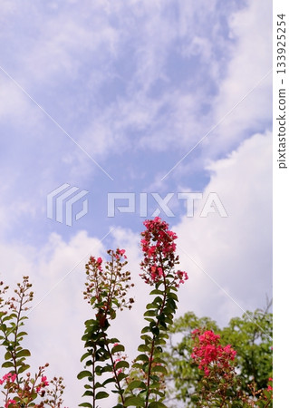 Vivid Crape Myrtle Flowers Vivid Crape Myrtle Flowers 133925254