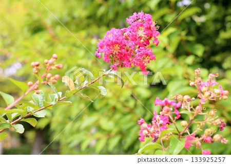 Vivid Crape Myrtle Flowers Vivid Crape Myrtle Flowers 133925257