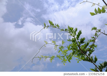 清爽的紫藤葉 133925258