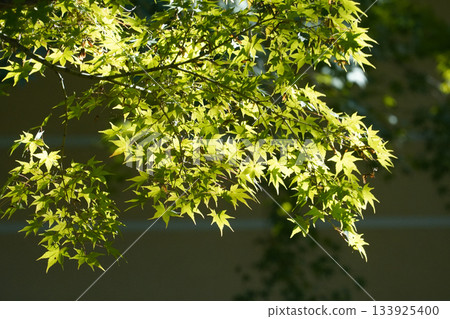 Green maples in Ohara Village, Kyoto Green maples in Ohara Village, Kyoto 133925400