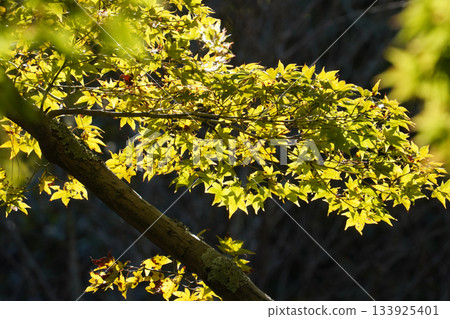 Green maples in Ohara Village, Kyoto 133925401
